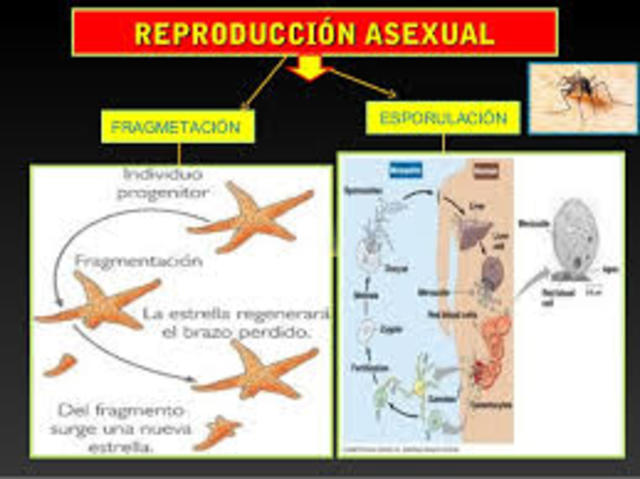 Reproduccion asexual