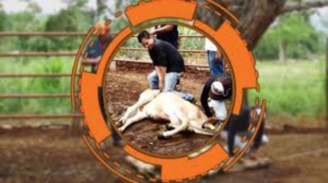 Theologian in livestock production