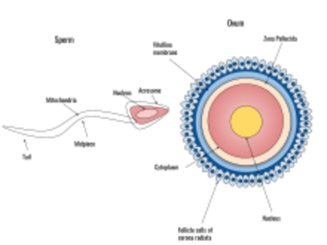 First month first trimester
