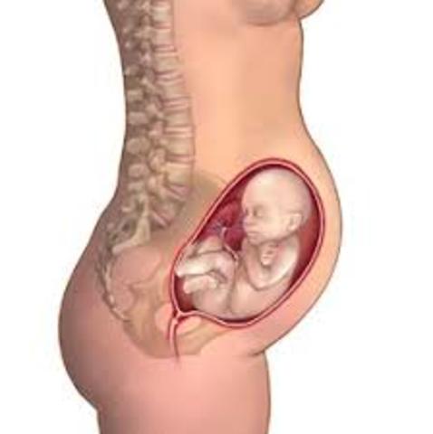 6th month - 2nd trimester