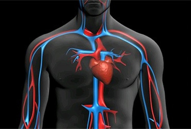 *Circulació de la sang