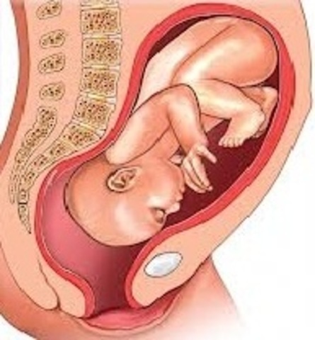 9th month - 3rd trimester