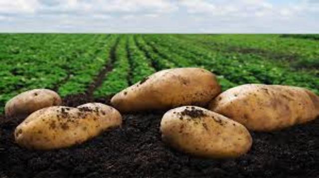 1719 The first Potato was planted