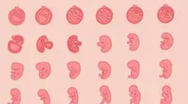 Timeline: Fetal Development Timeline Crest Ridge