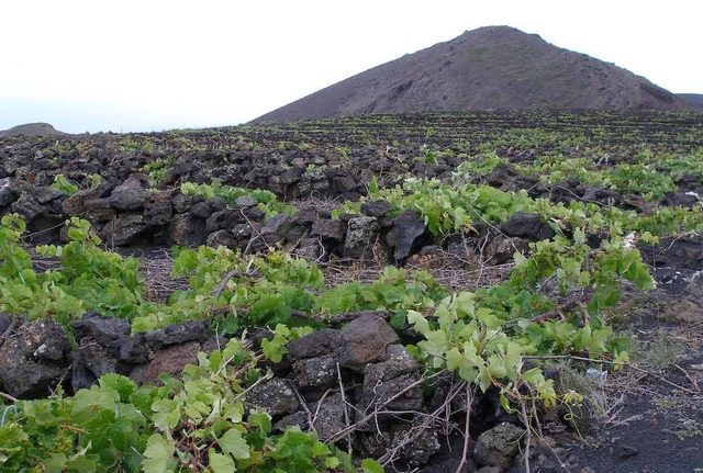 susitución de la caña de azúcar por la vid.