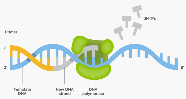 DNA polymerase