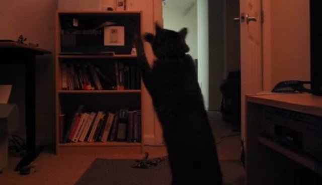 El primer video de gato en YouTube