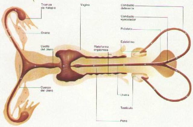 DÍA 18 COÍTO O COPULACIÓN
