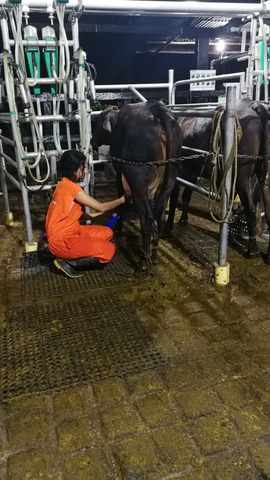MY PRACTICES IN MILKING.