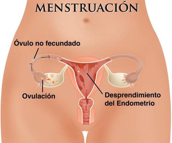 DÍA 1 MENSTRUACIÓN
