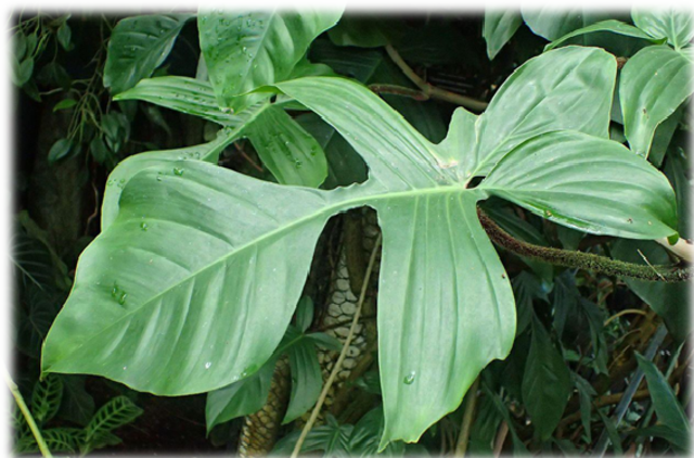 Edad Media y Renacimiento: El curare en Europa