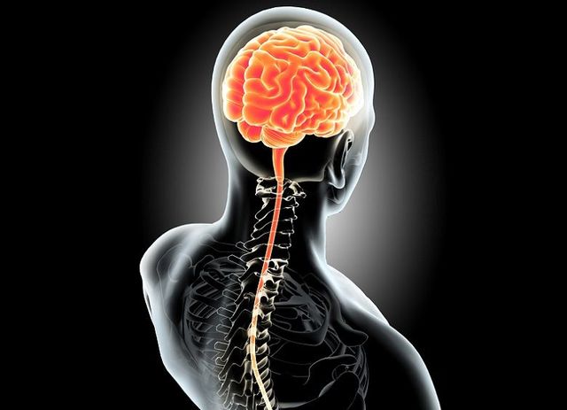 Siglo XX: Melzack y Wall