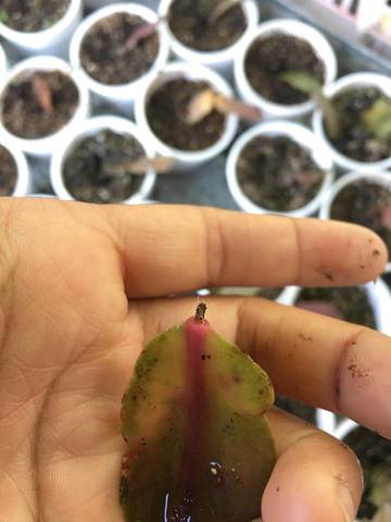 observacion de los esquejes