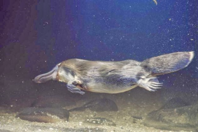 Mamífers (milions d'anys)