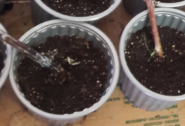 Siembra de planta de mora mediante esquejes semi leñosos