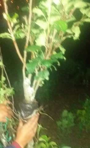 PLANTA DE LA MANZANA PARA SU ACODO AEREO: