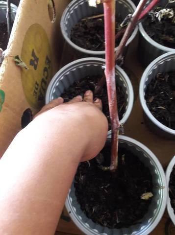 Siembra de planta de mora mediante esquejes semi leñosos