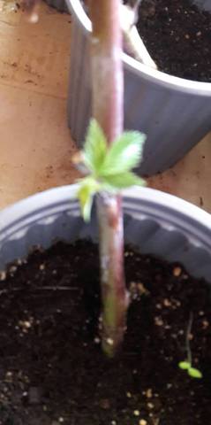 Brotes a la primera semana