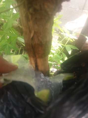 Como se realizo en la patre del leño.