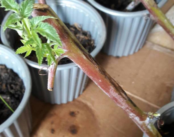 Brotes de la  segunda semana