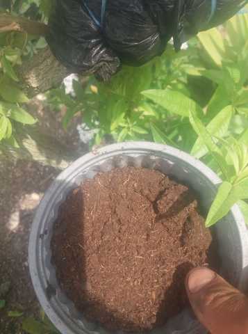 Hormonado con la turba.