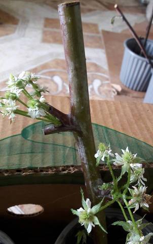 Brotes de la 3 semana