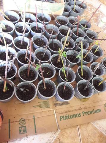 Seleccion de las plantas