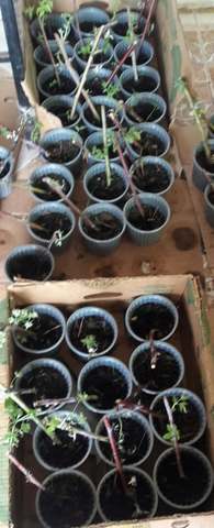 Revicion de las plantas