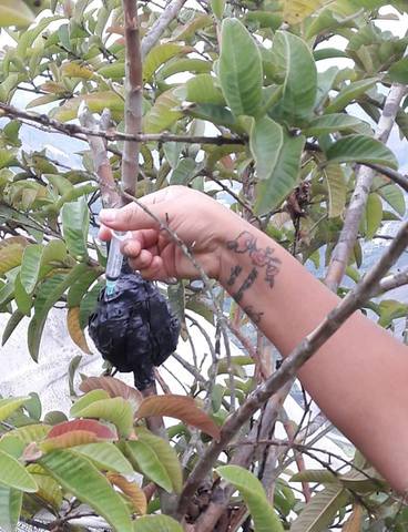 Riego de los acodos aereos