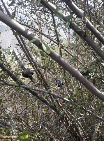 Revision de los accodos aereos