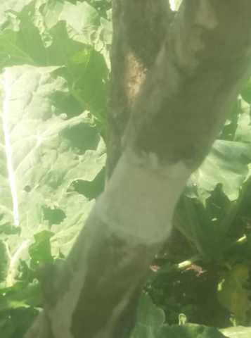 Hormonado con la turba y el enraizante