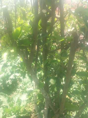 Planta para el acodo aereo.