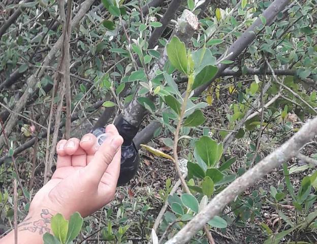 Riego de los acodos aereos