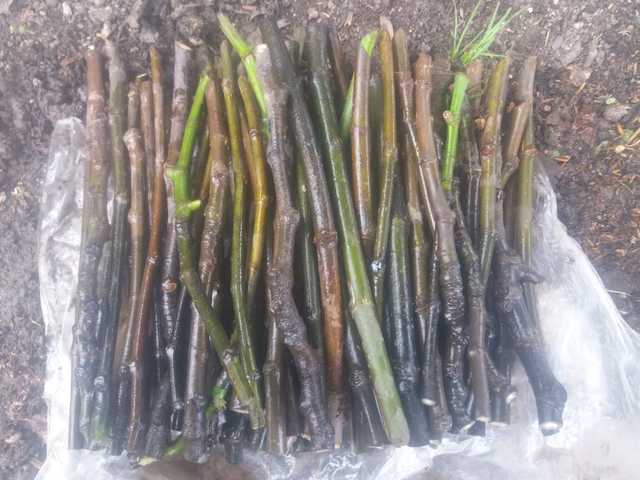 Eskejes y sus medidas del Higo.