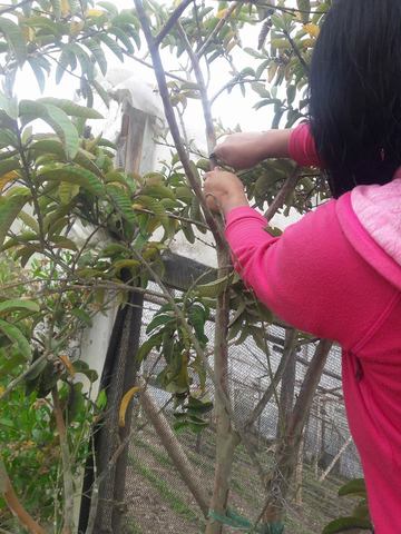 Riego de los acodos aereos