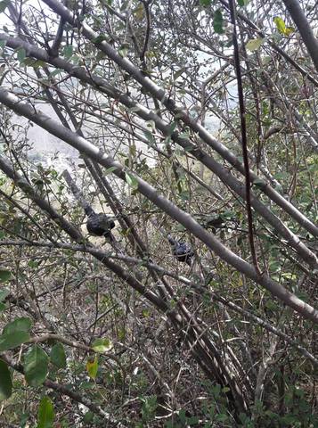 Revision de los acodos aereos