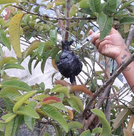 Riego de los acodos aereos