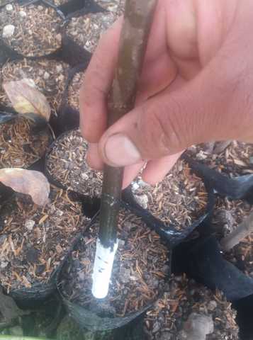 Siembra de los esquejes con la hormona Ana.