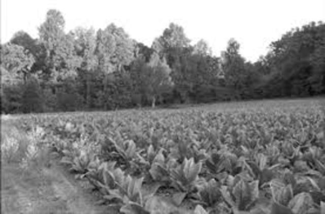 Chesapeake Colonies Tobacco