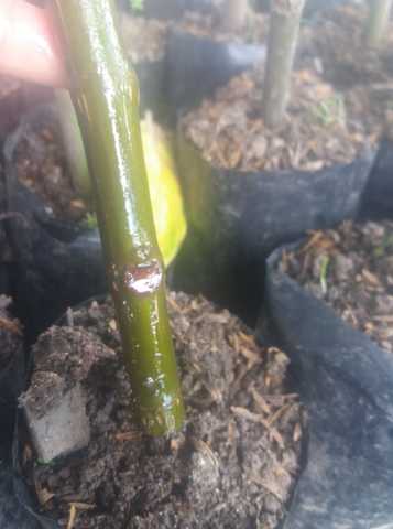 SIembra con el enraizante liquido.