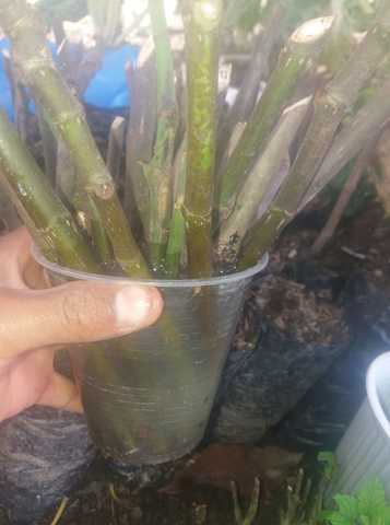 3. Tratamiento con el enraizante Aloe de vera.