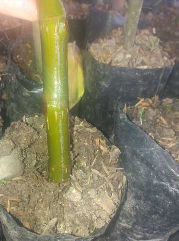 Siembre del eskeje con el enraizante aloe de vera