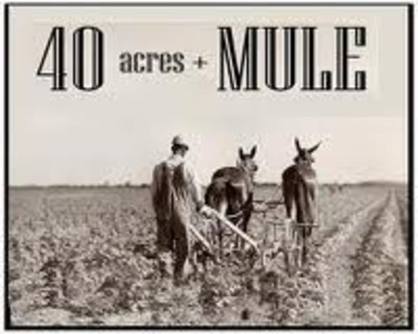 40 Acres and a Mule