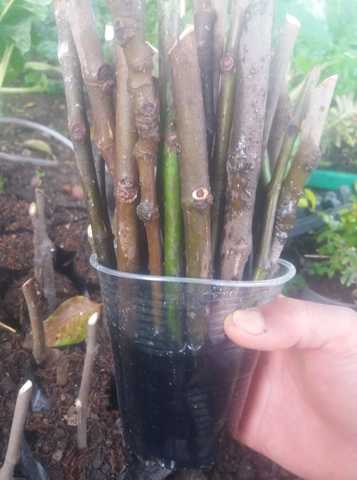 Aplicacion del enraizante liquido