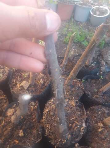 Siembra de los eskejes sin hormonas.