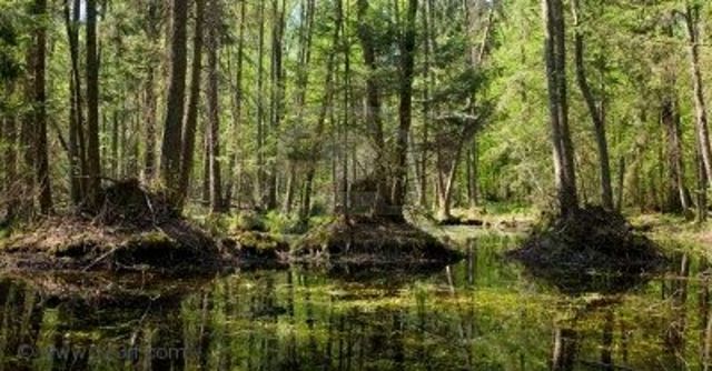 Fa 400 milions d'anys