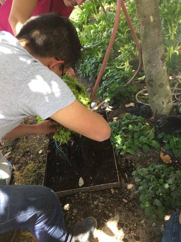 LLENADO CON EL CESPED Y las plantas mil estrellas..