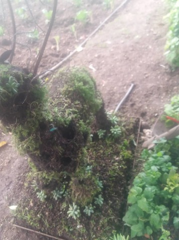 Siembra en general  de las plantas y el sistema de riego