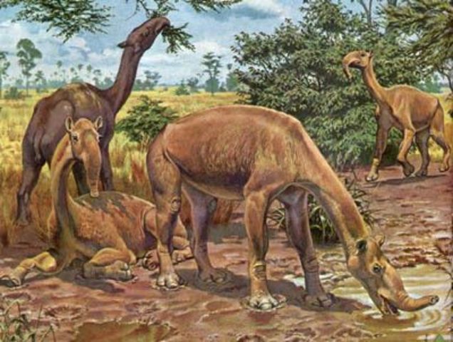 Evolució dels mamífers.