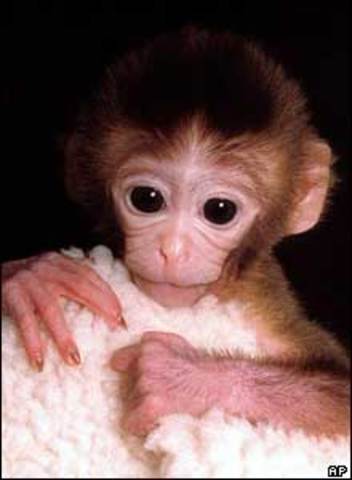 The First Cloned Primate